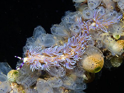 Pteraeolidia ianthina crawling on ascidians. by Jim Chambers 